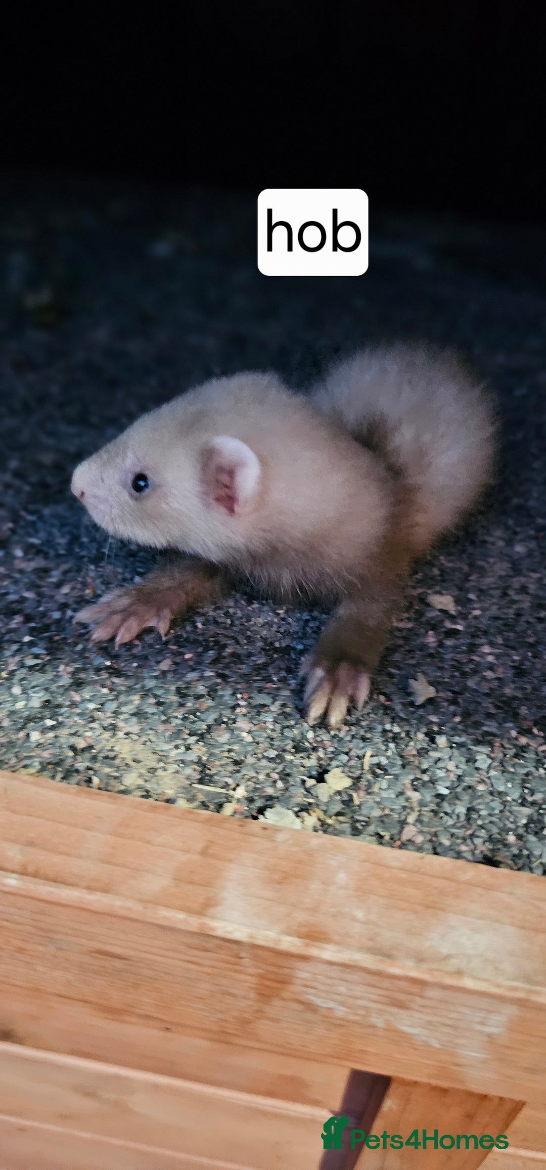 Ferret rodents for sale: Gill and hobs kit for sale  - Image 9