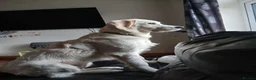 Golden Retriever dogs for sale: Golden retriver - Advert 3
