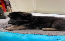 German Shepherd dogs for sale: KC Reg. Amazing Beautiful Girls Awaiting A Home ❤️ - Image 18