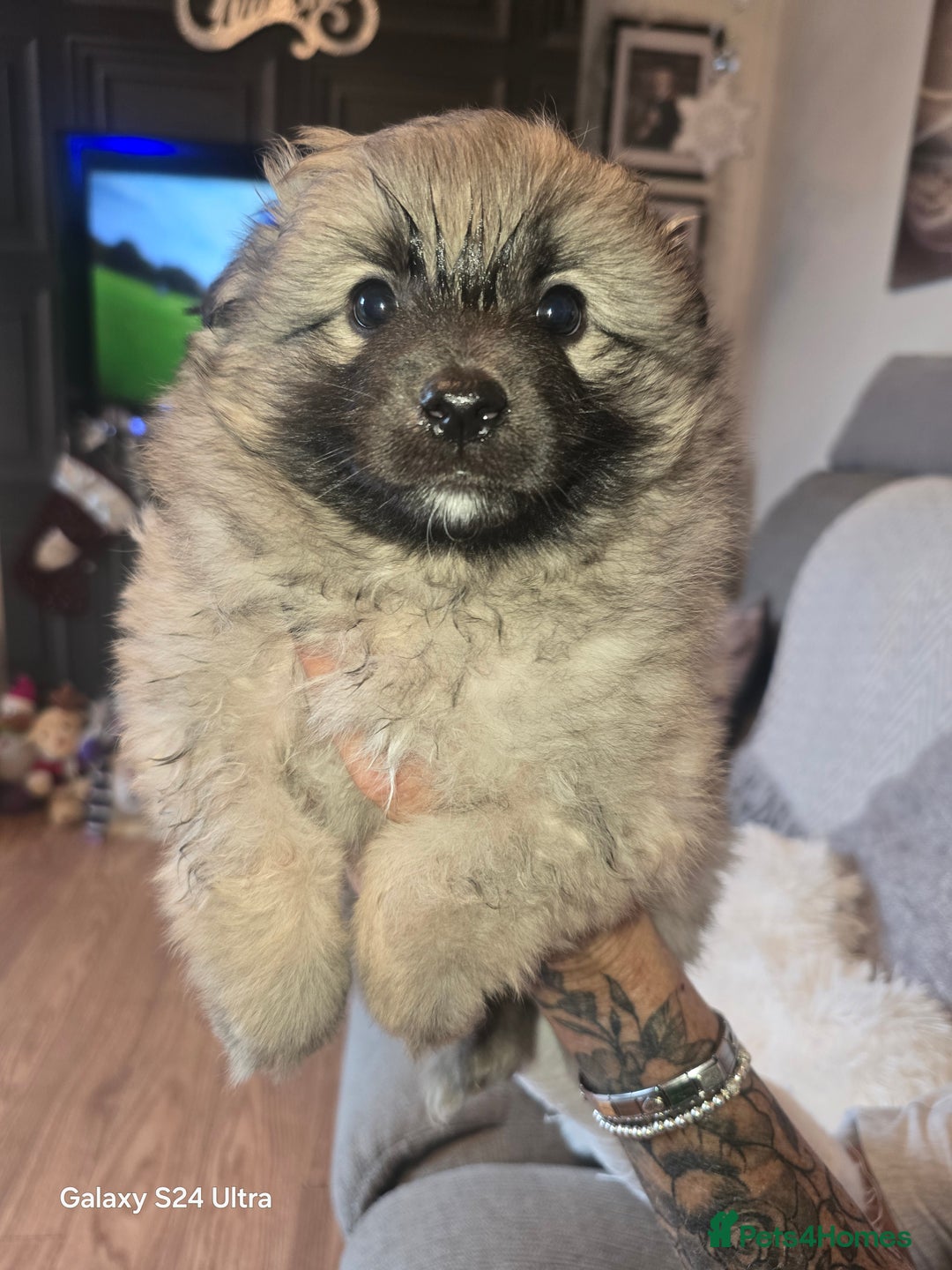 Mixed Breed dogs for sale: Pomspitz puppies  - Advert 13