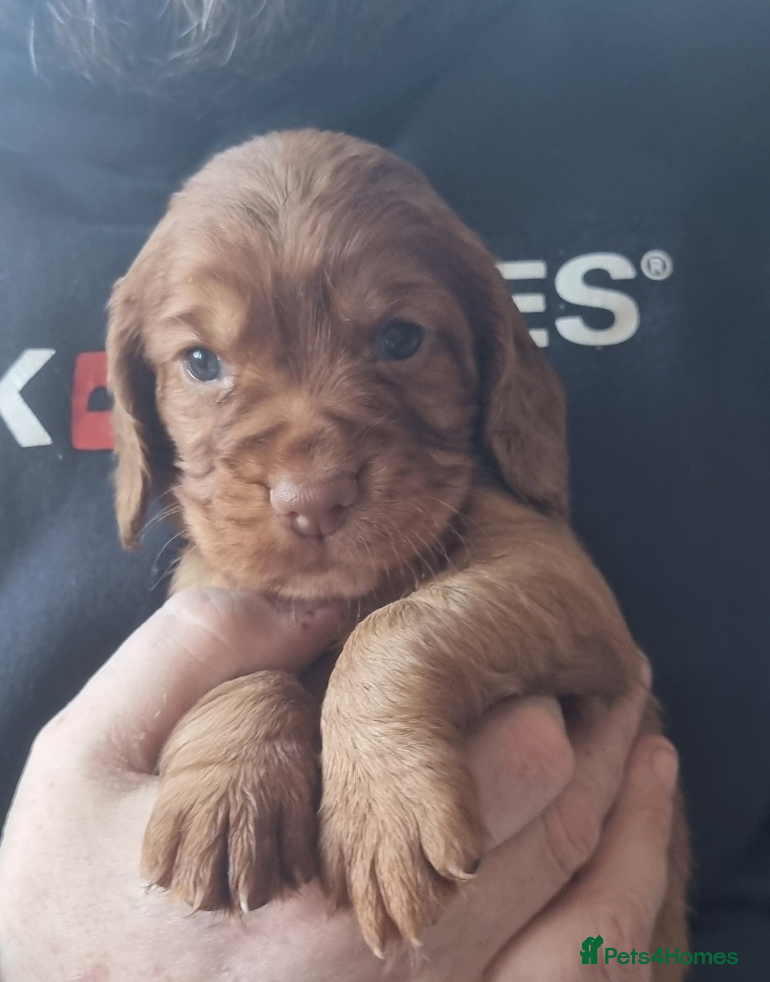 Cocker Spaniel dogs Adorable cocker spaniel puppies - Advert 2