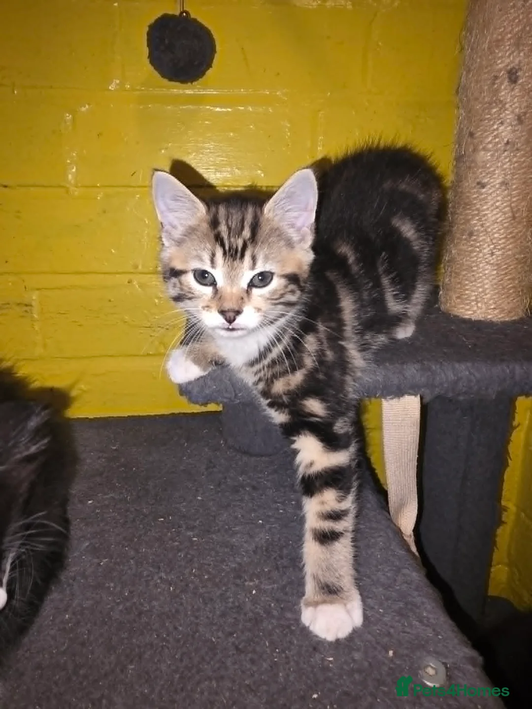 Mixed Breed cats for sale: tuxido and tabby kittens  - Advert 8