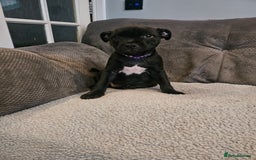 Staffordshire Bull Terrier dogs for sale: Stunning black girl - Image 17