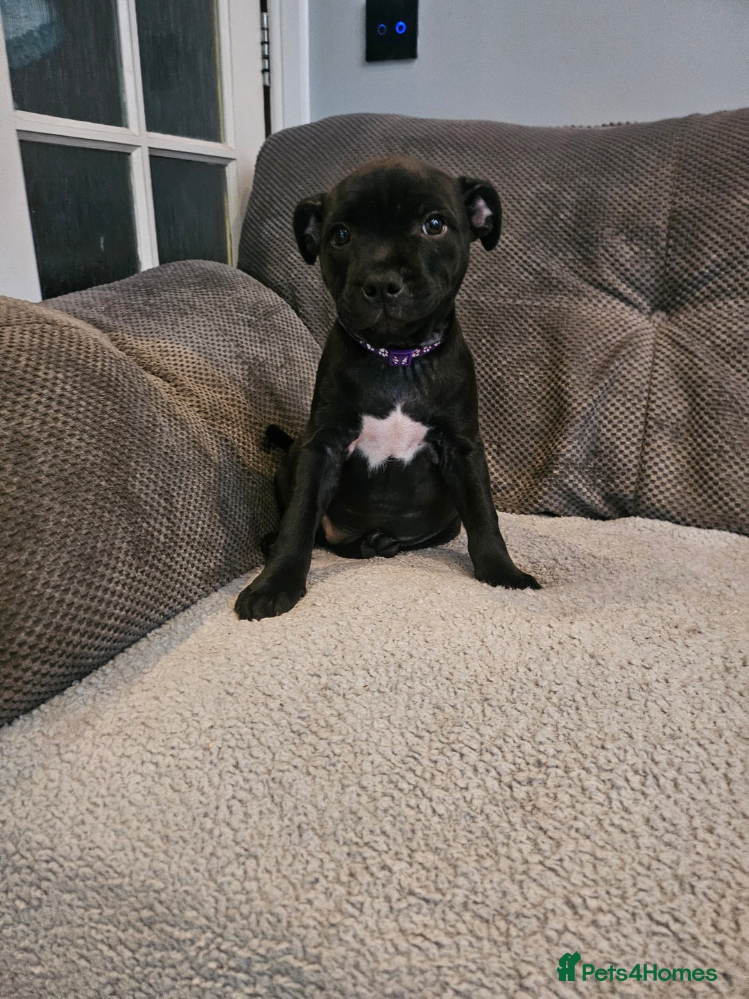 Staffordshire Bull Terrier dogs for sale: Stunning black girl - Image 17