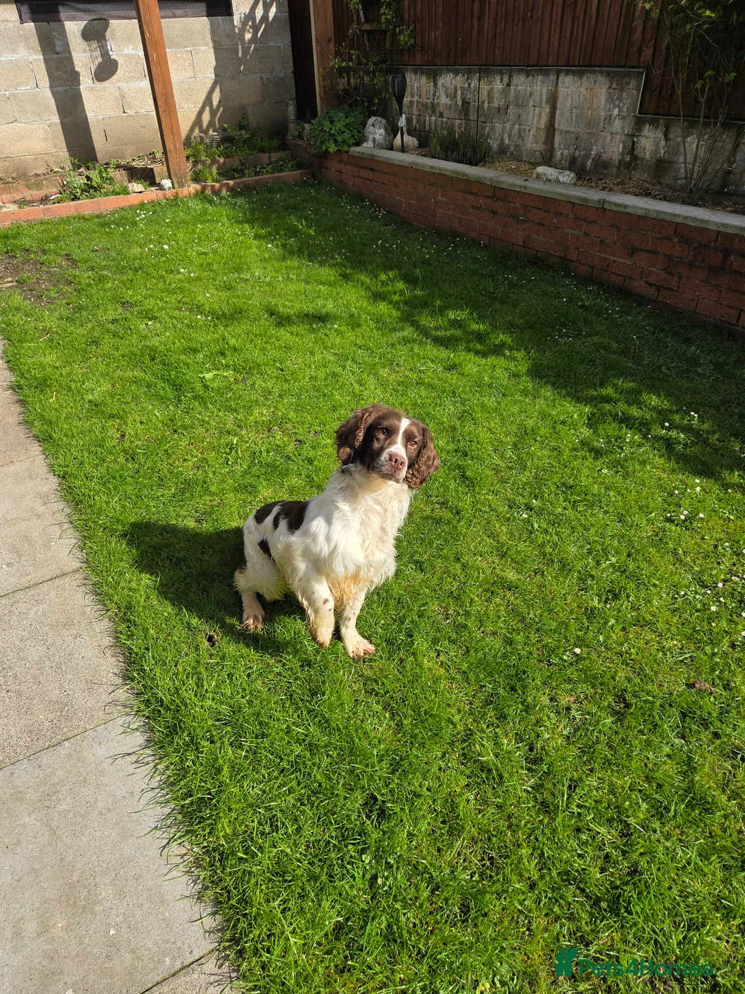 English Springer Spaniel dogs for sale: Spaniel  in Caerphilly - Advert 1
