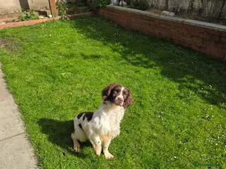English Springer Spaniel dogs Spaniel - Advert 1