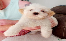 Mixed Breed dogs for sale: 3 beautiful male morkie puppies for sale - Image 2