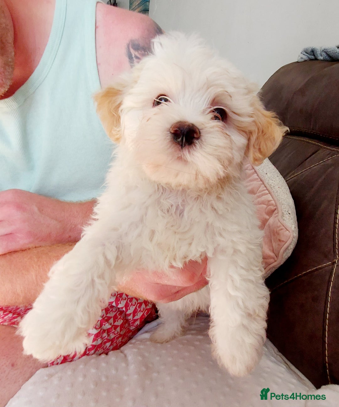 Mixed Breed dogs for sale: 3 beautiful male morkie puppies for sale - Image 2