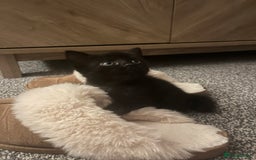 Persian cats for sale: Half Persian Kittens  - Image 15