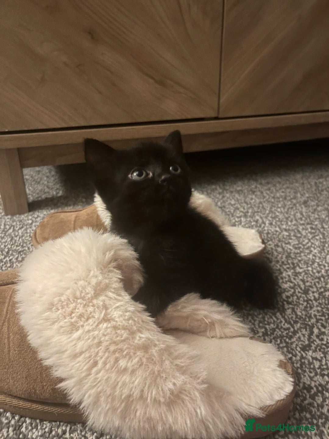 Persian cats for sale: Half Persian Kittens  - Image 15