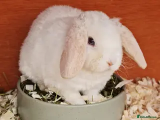 Mini Lop rabbits Mini lop PLUSH. BLUE eyed baby girl - Advert 13