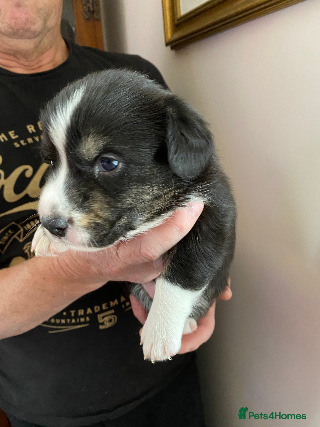 Welsh Corgi Cardigan dogs for sale: WELSH CARDIGAN CORGI BABIES - Advert 21