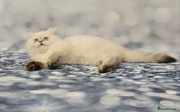 British Longhair cats for sale: Excellent Scottish straight Highland Kittens - Image 25