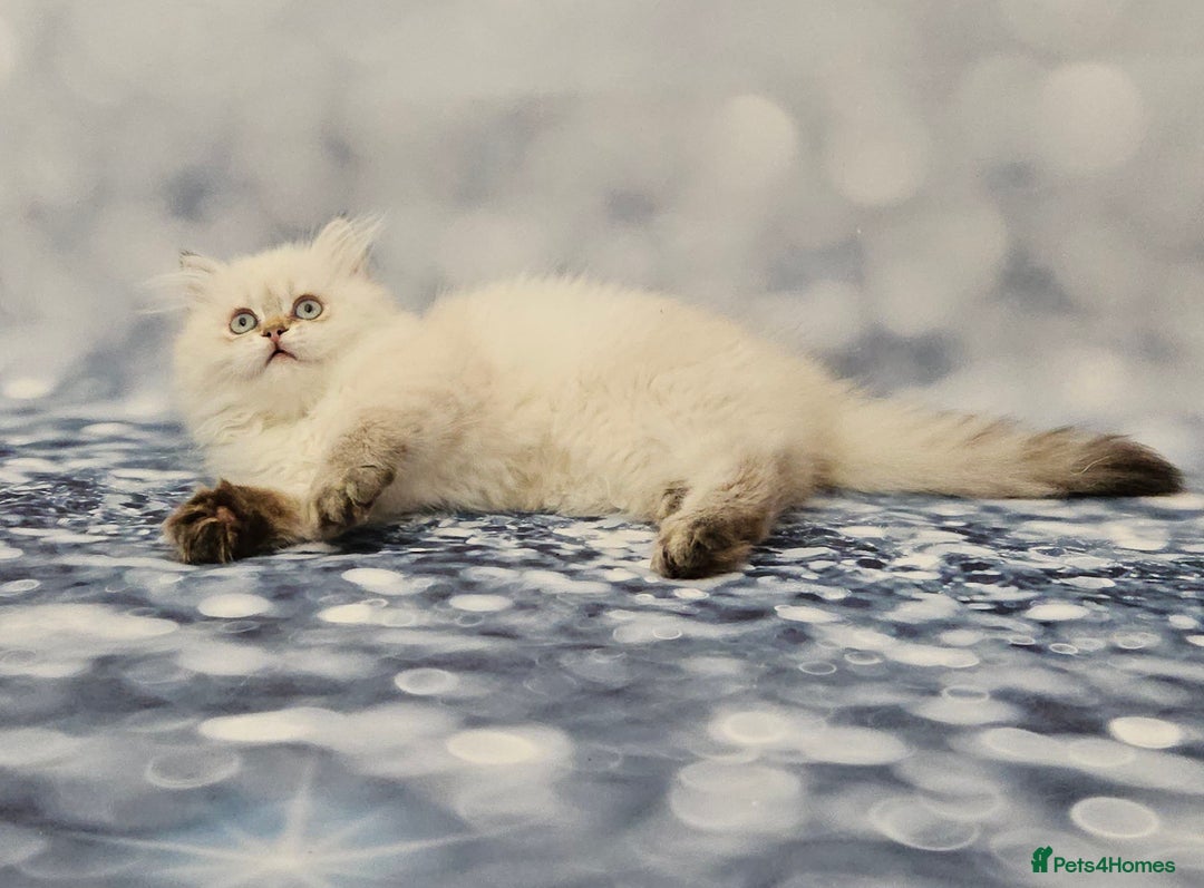 British Longhair cats for sale: Excellent Scottish straight Highland Kittens - Image 25