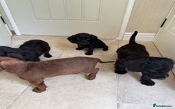 Doxiepoo dogs for sale: Daxi poos - Image 18