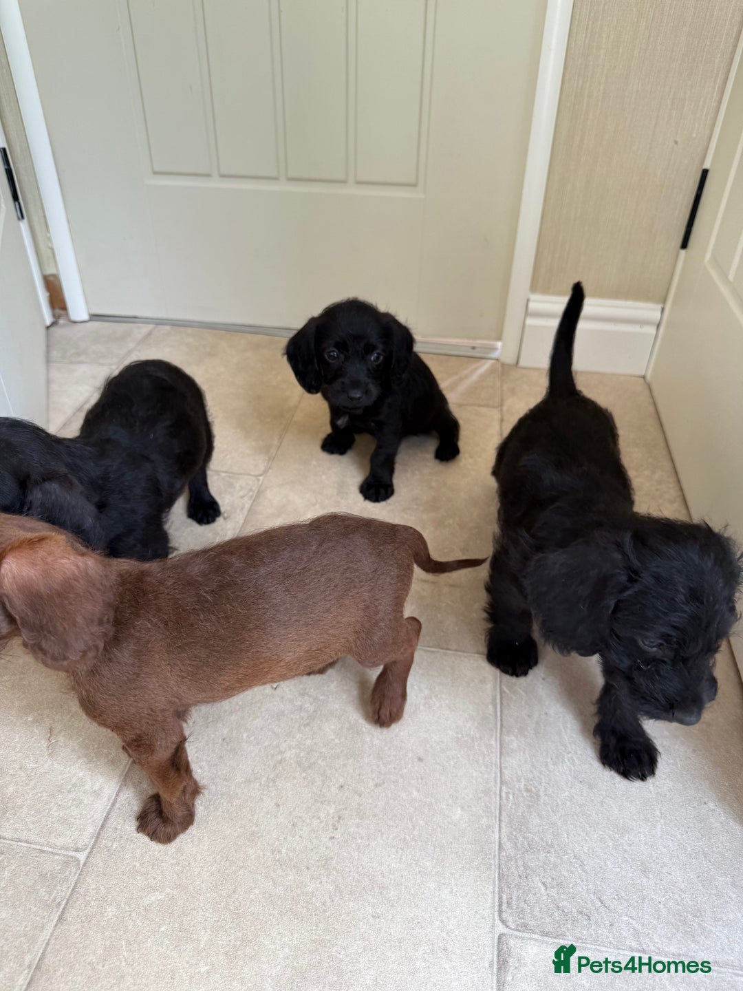 Doxiepoo dogs for sale: Daxi poos - Image 18