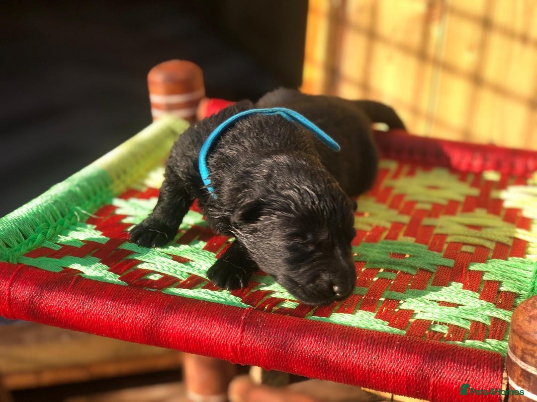 German Shepherd dogs for sale: KC Registered German Shepards Puppies  - Image 6