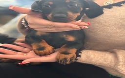 Dachshund dogs for sale: Dachshund Puppy - Image 5