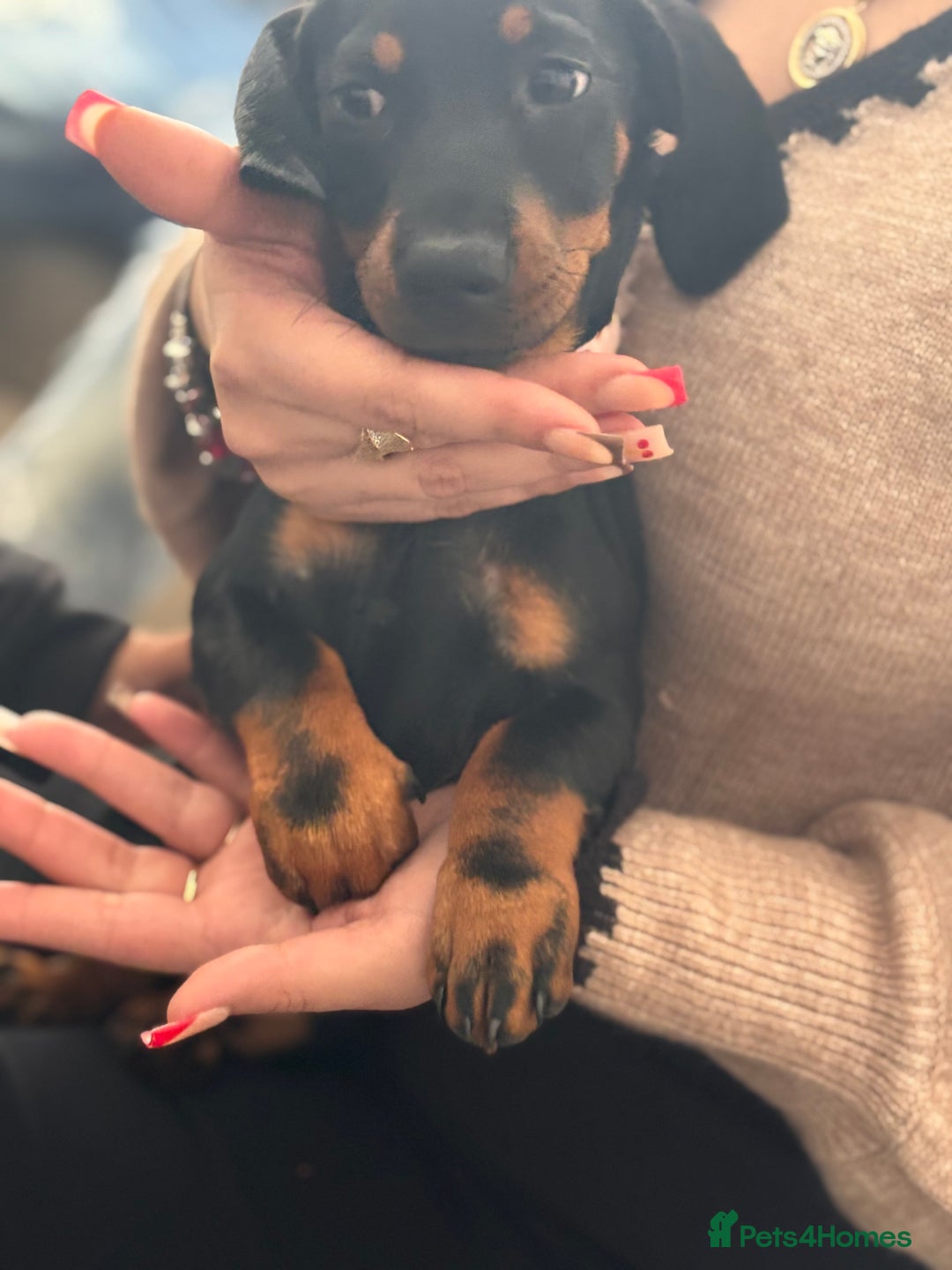 Dachshund dogs for sale: Dachshund Puppy - Image 5