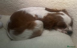 Cavalier King Charles Spaniel dogs for sale: Beautiful cavalier king charles spaniel puppy  - Image 5