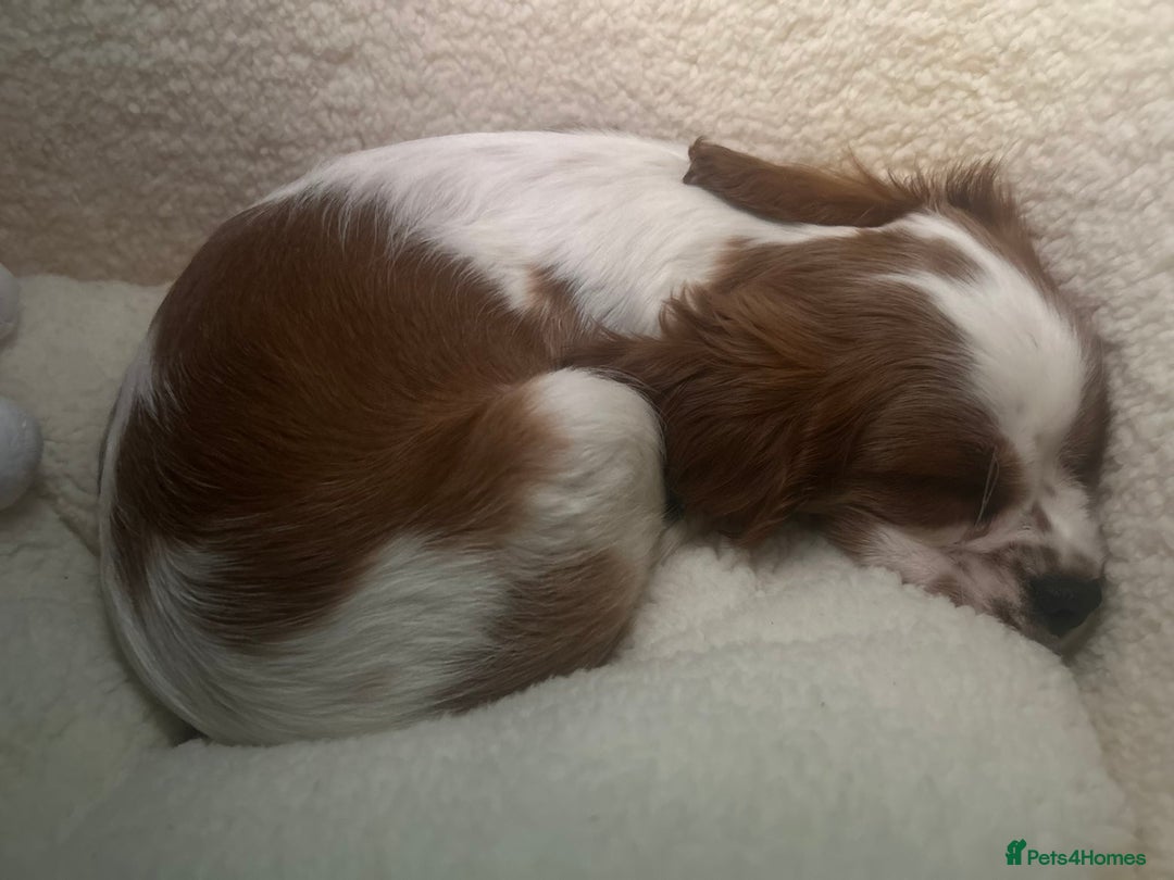 Cavalier King Charles Spaniel dogs for sale: Beautiful cavalier king charles spaniel puppy  - Image 5