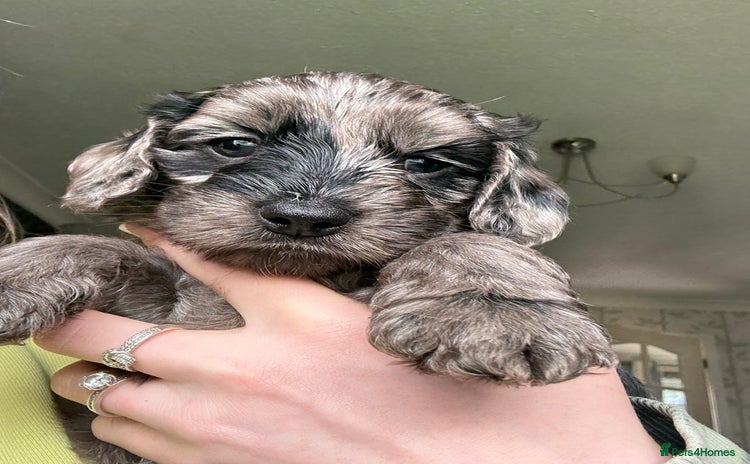 Cockapoo dogs in Wolverhampton - Advert 2