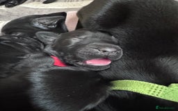 Flat coated Retriever dogs for sale: Flat coat Retriever puppies  - Image 4