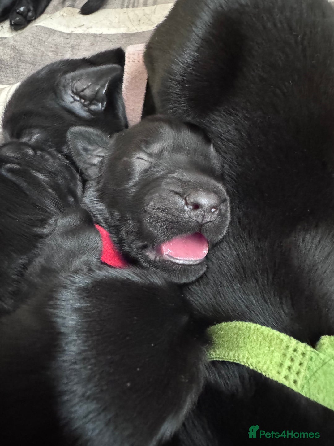 Flat coated Retriever dogs for sale: Flat coat Retriever puppies  - Image 4