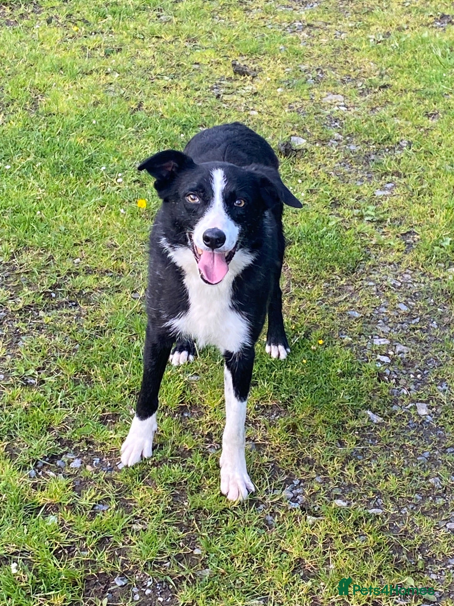 Border Collie dogs Lovely border collie 3 year old - Advert 1