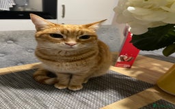 Mixed Breed cats for sale: Beautiful male ginger kitten for sale - Image 6