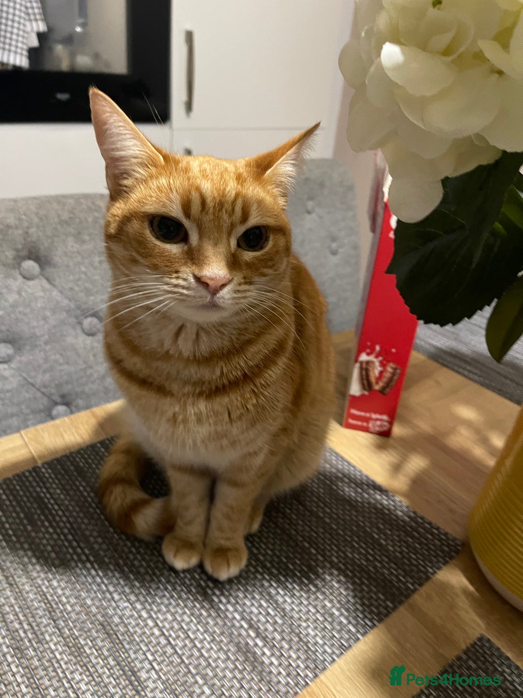 Mixed Breed cats for sale: Beautiful male ginger kitten for sale - Image 6