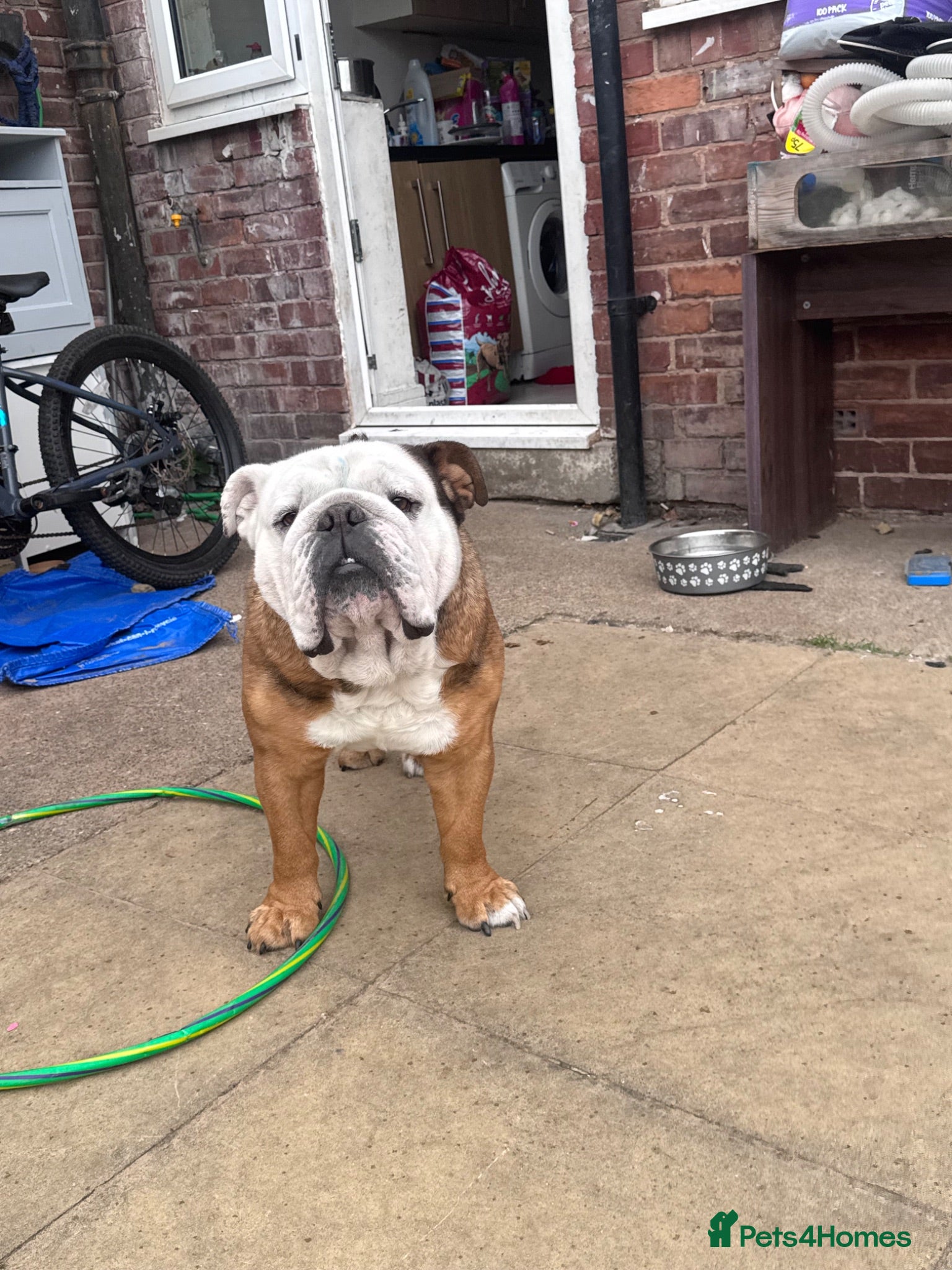 Olde English Bulldogge dogs English bulldog  - Advert 1