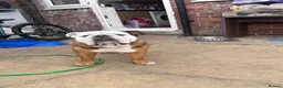 Olde English Bulldogge dogs for sale: English bulldog  - Advert 1