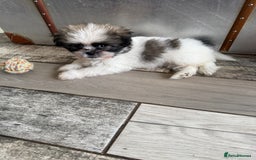 Mixed Breed dogs for sale: Shiranian boy puppies ready now  - Image 6