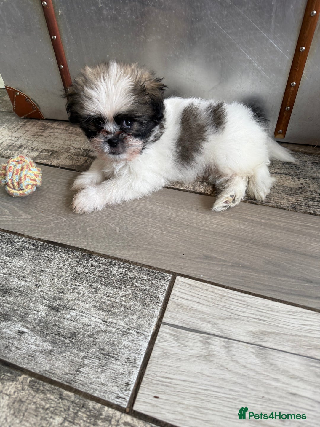 Mixed Breed dogs for sale: Shiranian boy puppies ready now  - Image 6