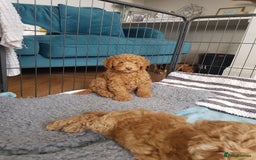Cockapoo dogs for sale: F1B Small Cockapoo Puppies. Only 2 boys available  - Image 5