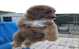 Bernedoodle dogs for sale: Rare Toy bernedoodles  - Image 13