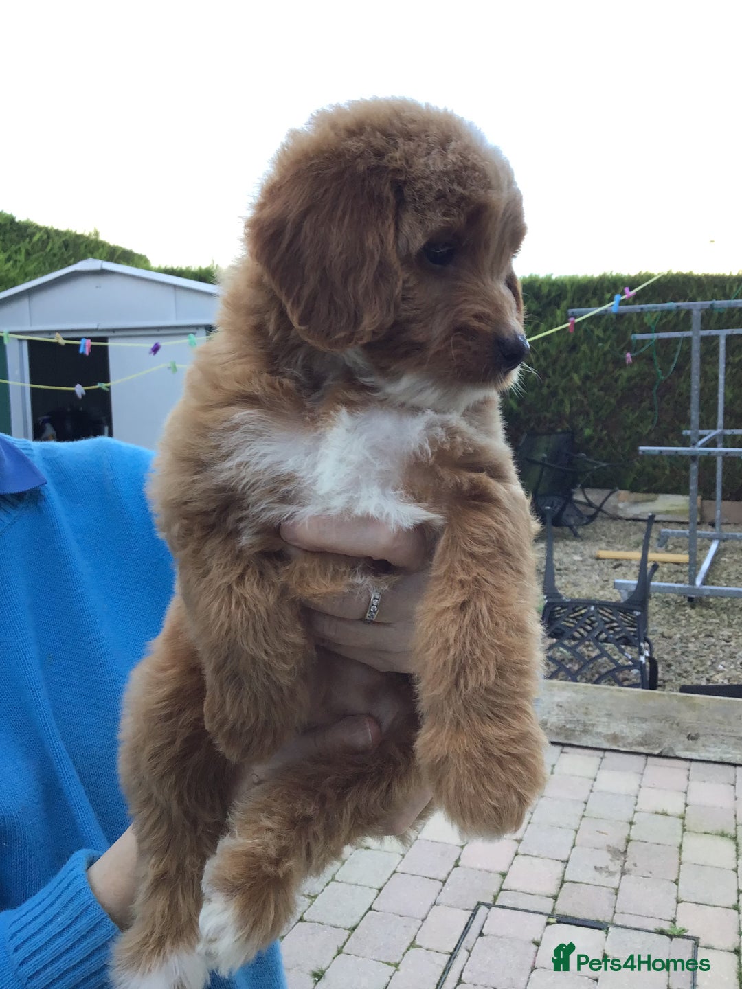 Bernedoodle dogs for sale: Rare Toy bernedoodles  - Image 13
