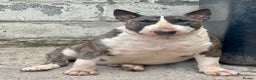 Bull Terrier dogs for stud: Big beautiful Bull Terrier for stud  - Advert 1