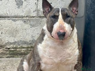 Bull Terrier dogs Big beautiful Bull Terrier for stud - Advert 1