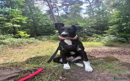 Mixed Breed dogs for sale: Maisy needs a forever home - Image 1