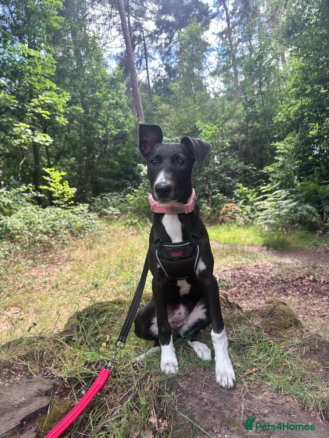Mixed Breed dogs for sale: Maisy needs a forever home - Image 1