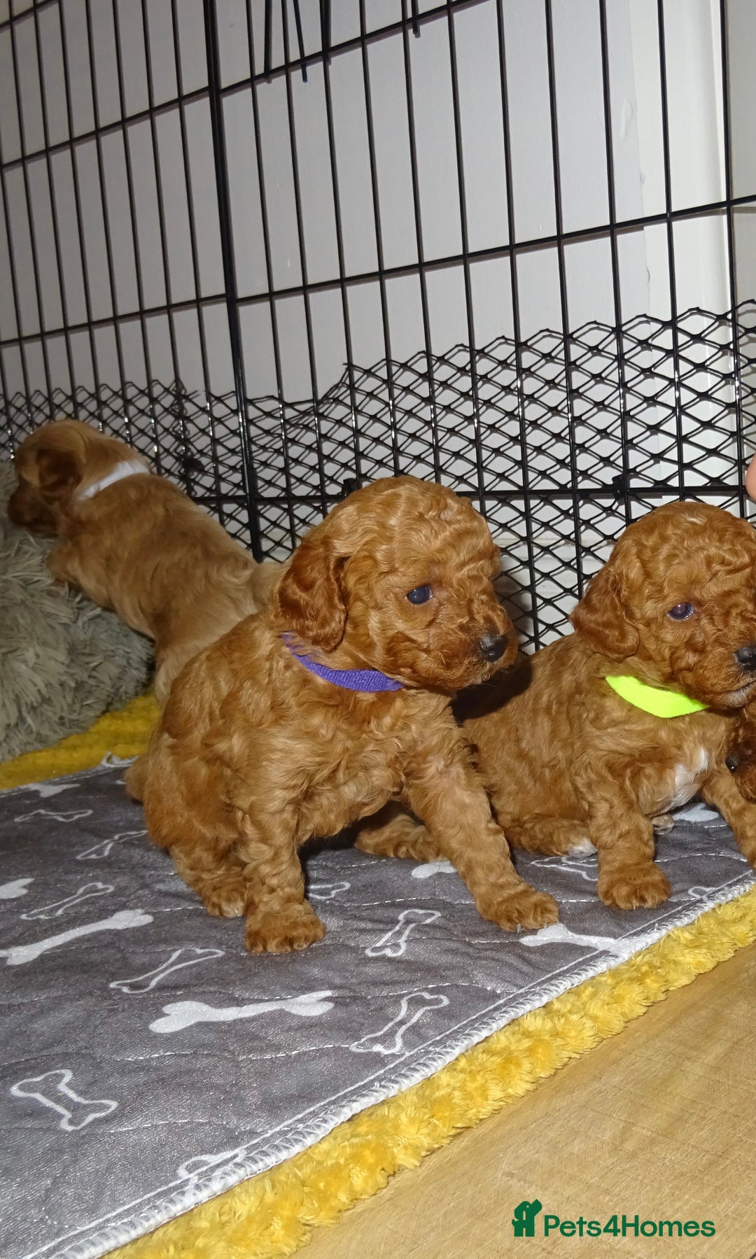 Maltipoo dogs for sale: 🐾 F1b Maltipoo Puppies – Ready Early January 🐾 - Advert 30