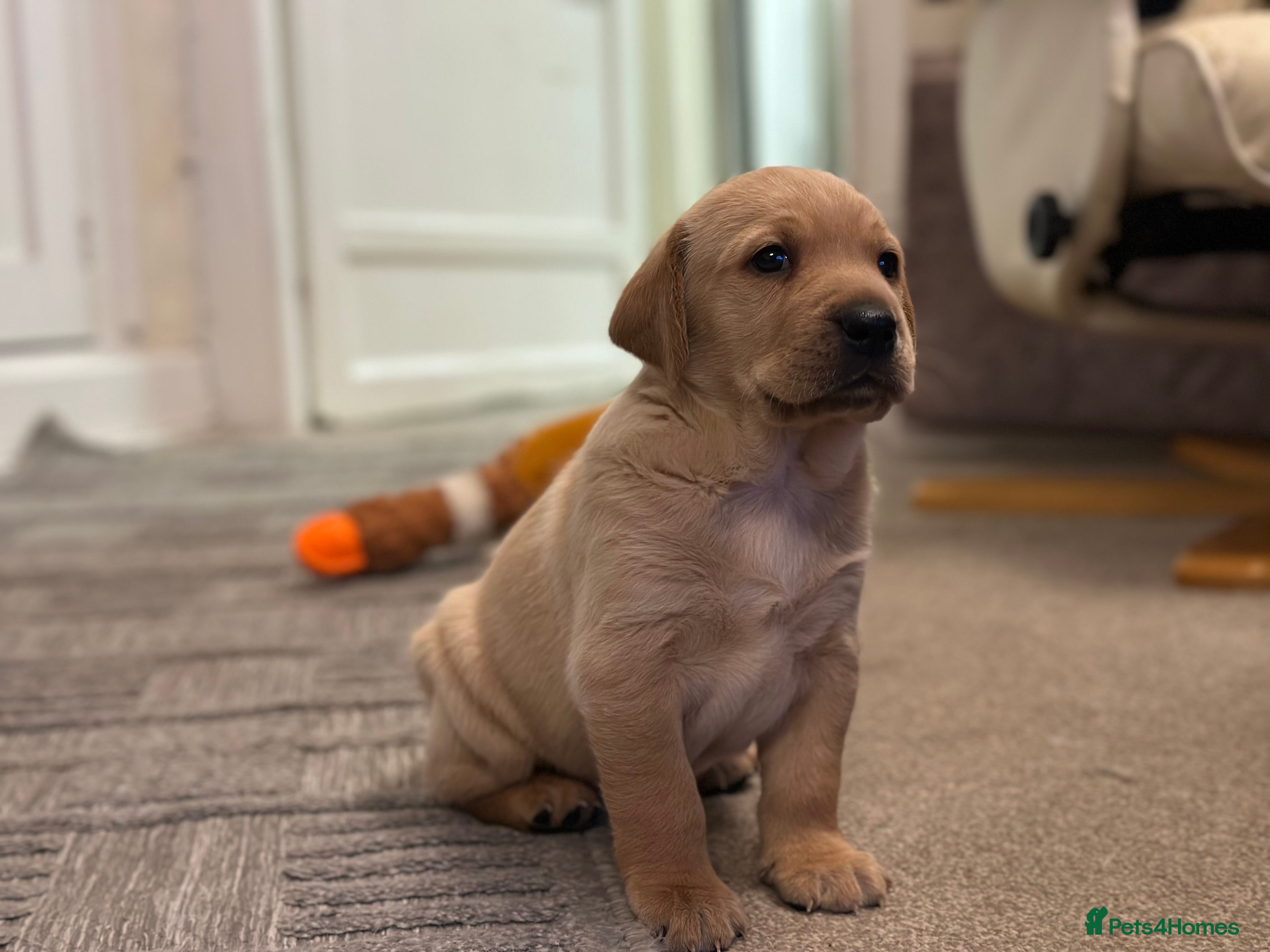 Golden Retriever dogs Friendly happy healthy, stunning puppies  - Advert 1