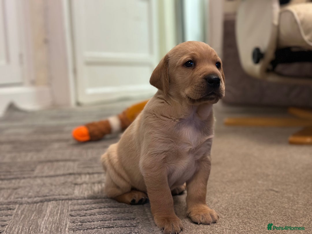 Golden Retriever dogs for sale: Friendly happy healthy, stunning puppies  - Advert 1