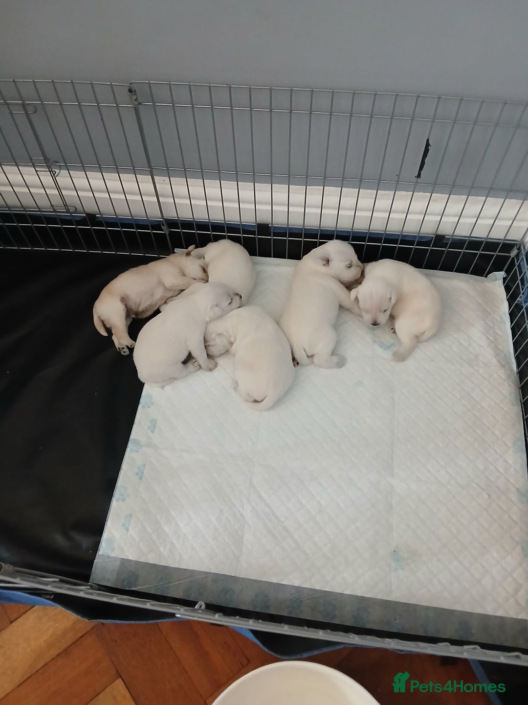 Miniature Schnauzer dogs for sale: Adorable white schnauzer puppies- ready soon! - Image 10
