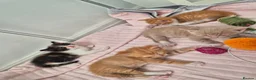 Mixed Breed cats for sale: Beautiful Playful Ginger & Tri-Colour Kittens 🐾 - Advert 5