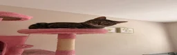 Domestic Shorthair cats for sale: 2 Gorgeous Girls for Re-homing - Advert 8
