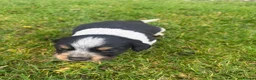 Mixed Breed dogs for sale: Collie X cocker puppies - Advert 20
