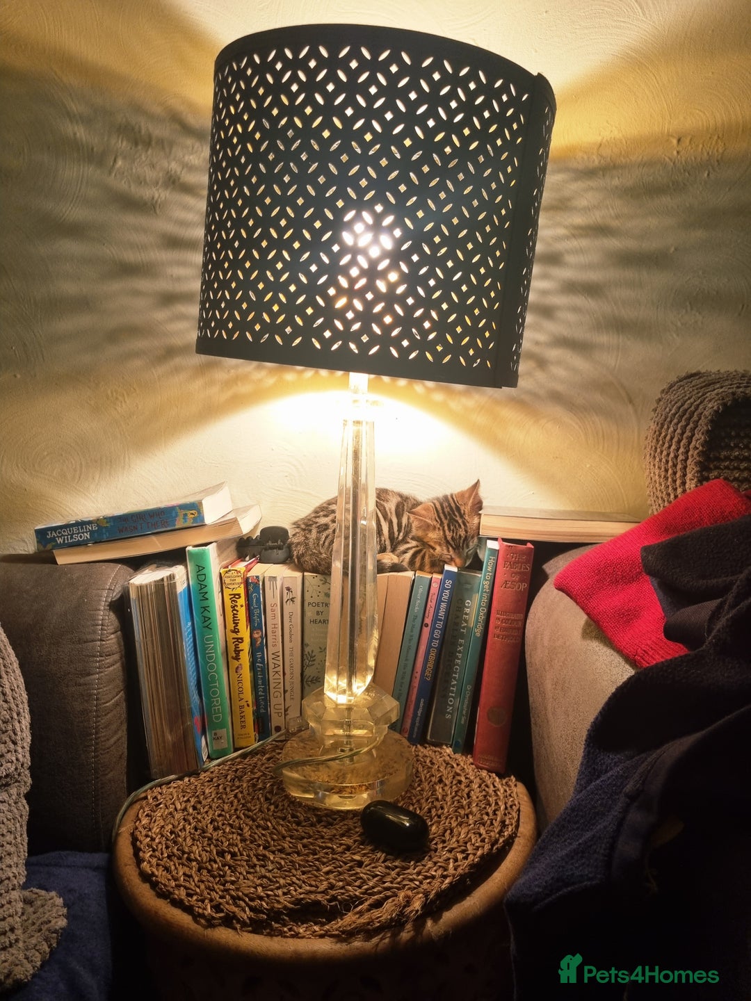 Mixed Breed cats for sale: Half bengal male kitten. Last one left  - Advert 3